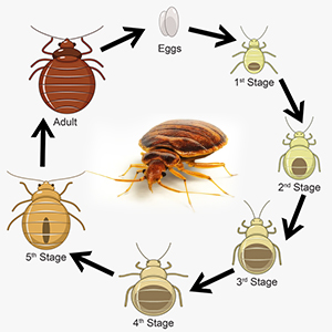 Bed Bug Model